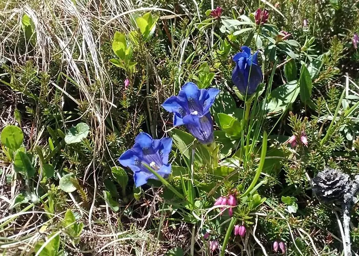 Karin アパート *